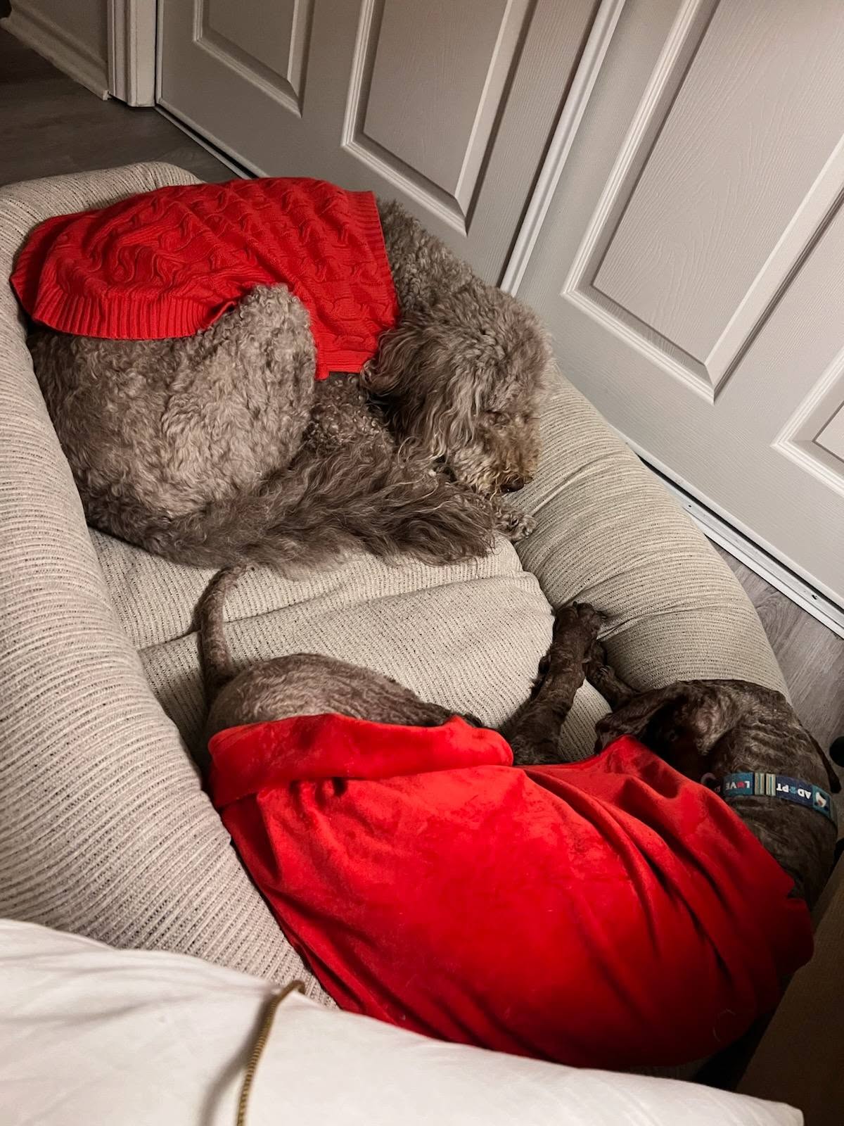 Maple asleep in a red sweater on a large dog bed, curled up beside another rescue dog in a red knit sweater