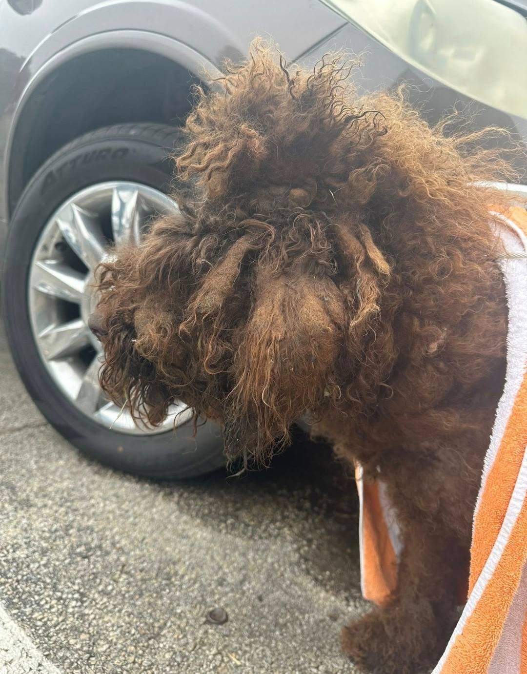 Maple beside a car with a striped towel over her back and a slip lead around her neck, her face hidden behind matted hair