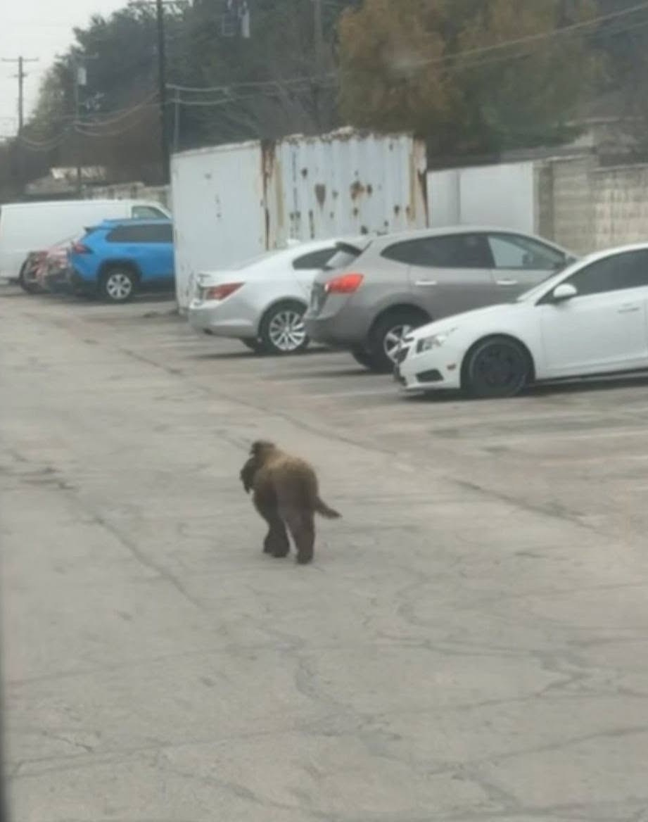 Maple walking alone across a parking lot between parked cars