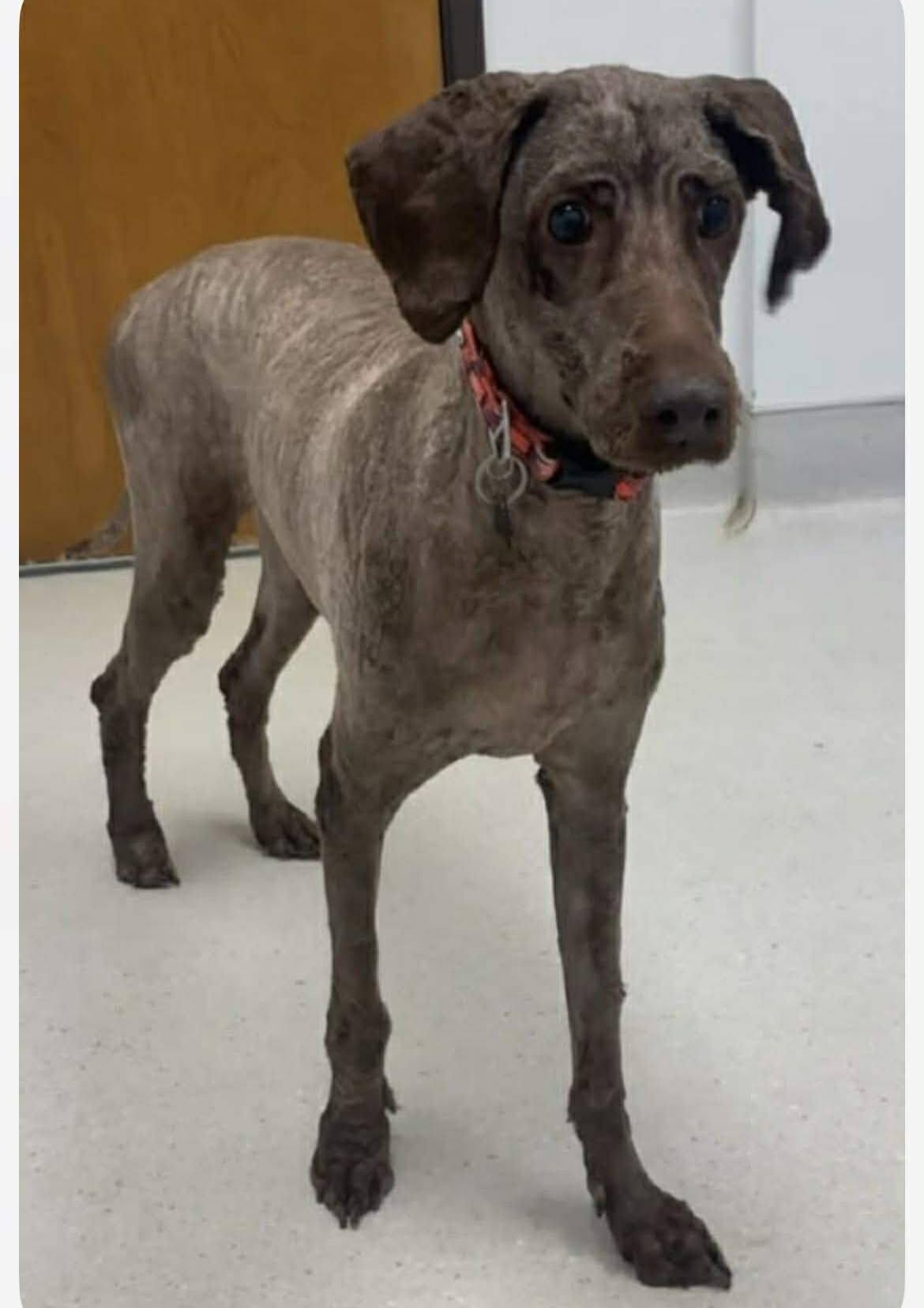 Maple shaved down to the skin, standing thin in a vet exam room in a new orange collar