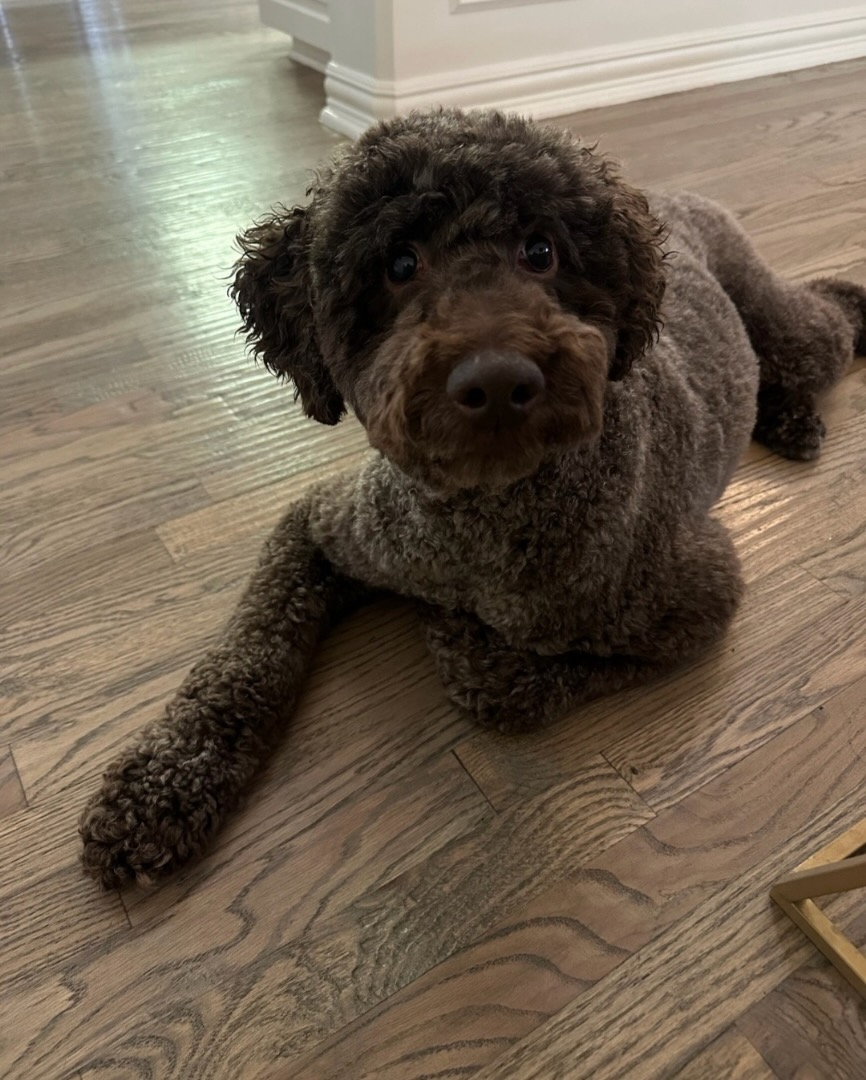 A curly brown rescued dog resting on a wood floor