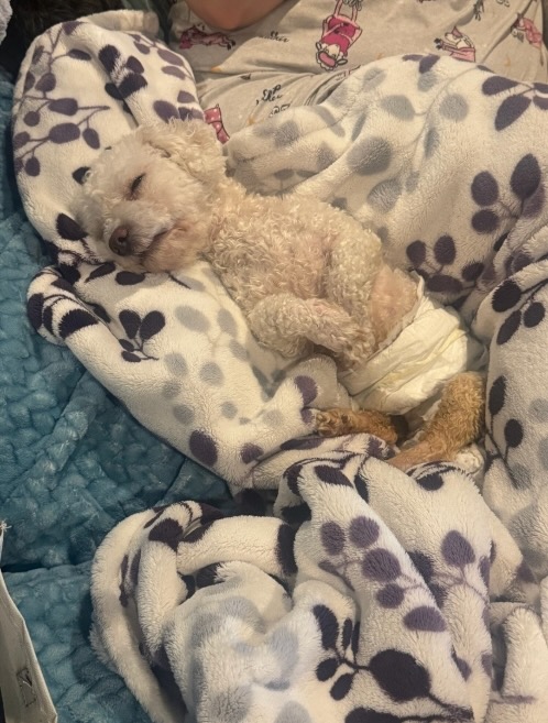 A small white rescued dog resting in a soft blanket