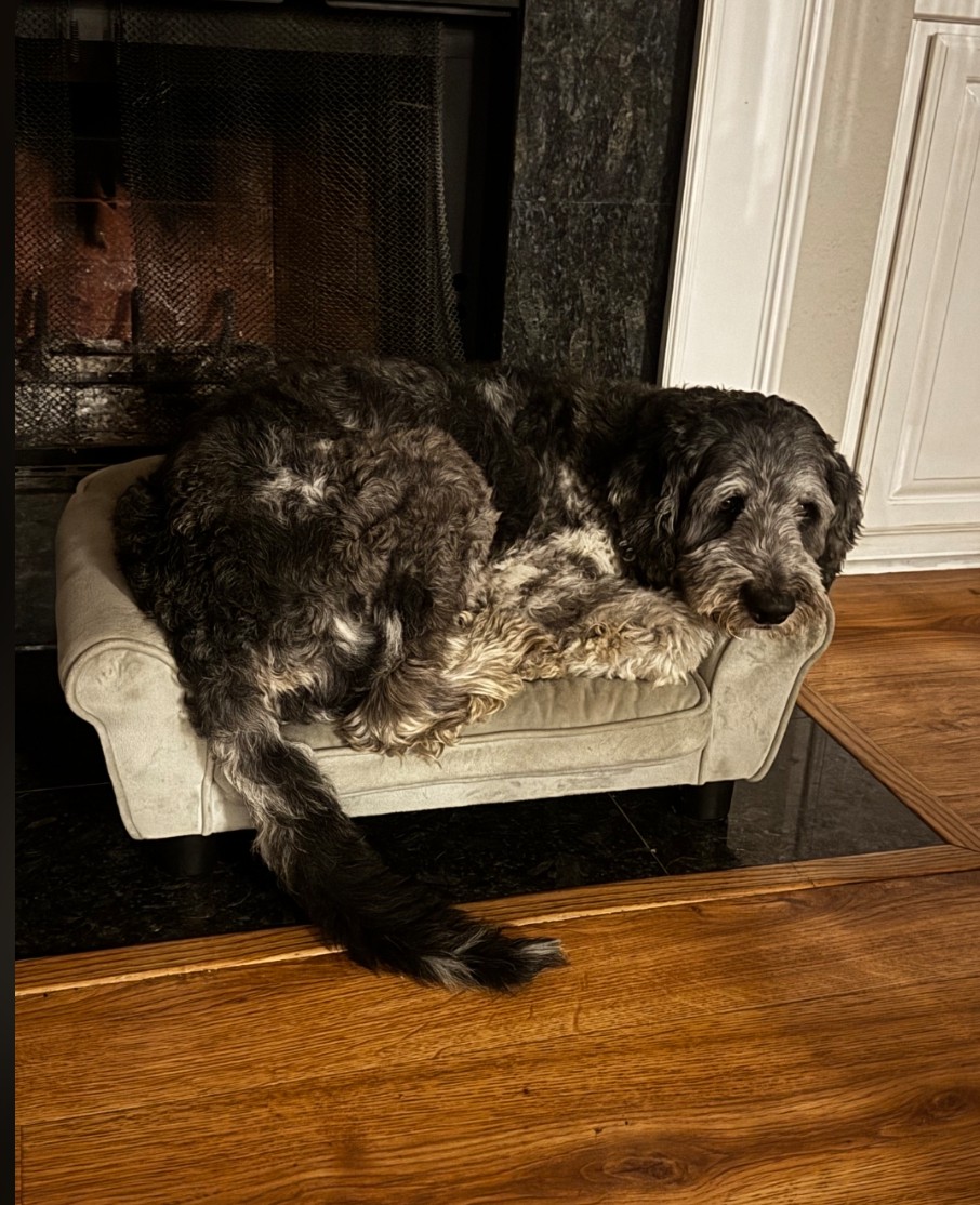 Sully curled up asleep on a small couch beside a fireplace