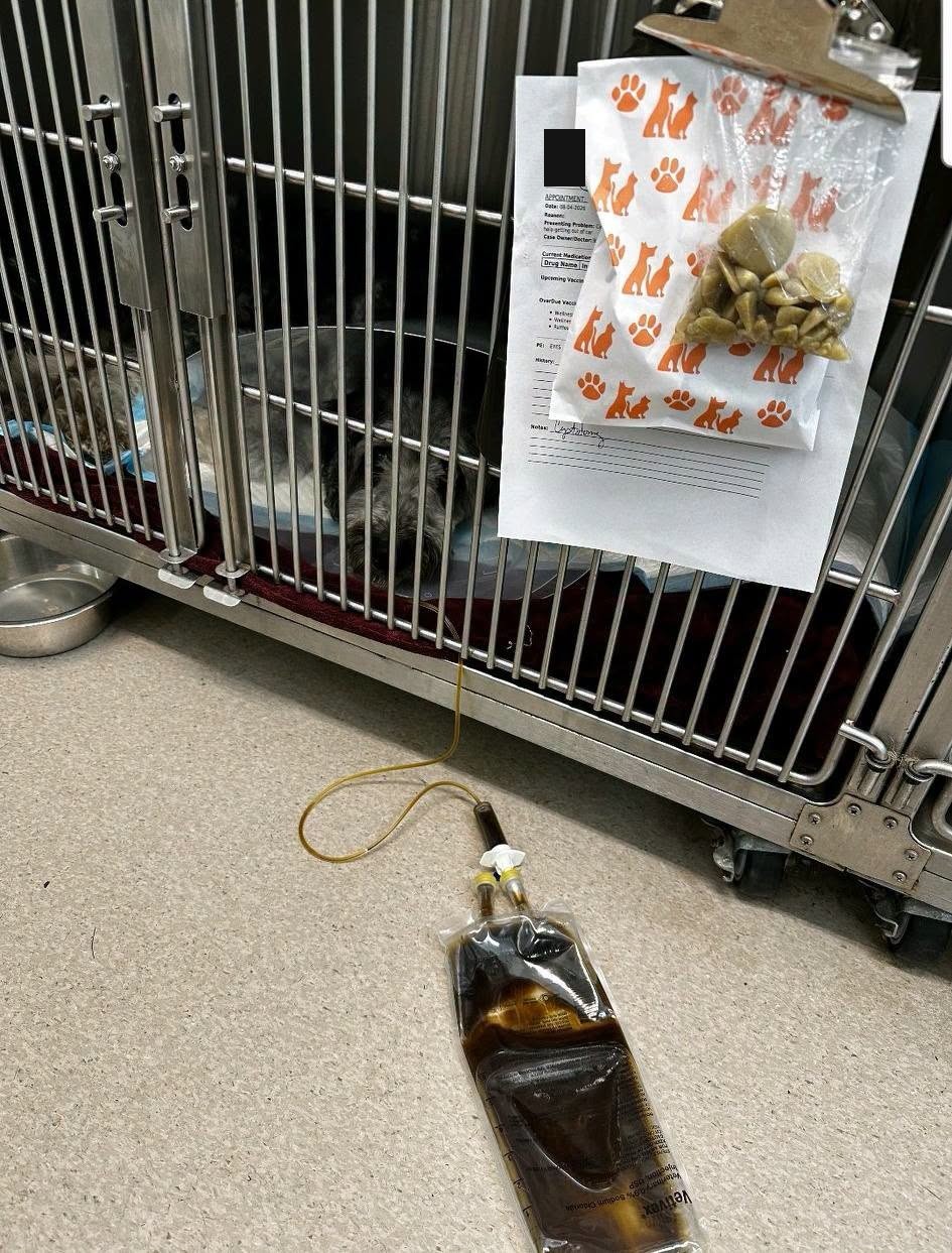 Sully resting in a vet kennel on IV fluids, with the bag of stones removed from him clipped to his chart